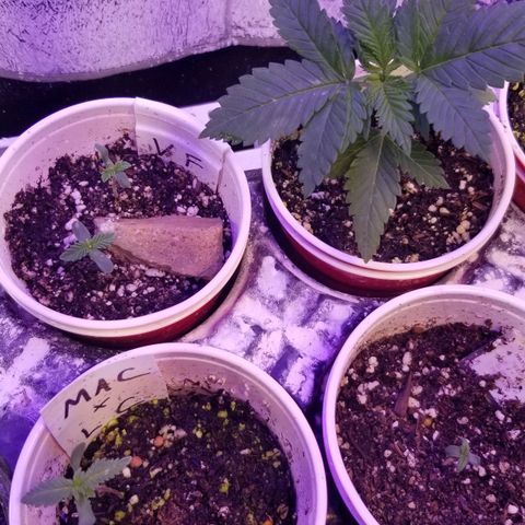 Pineapple Express  growlog timeline photo