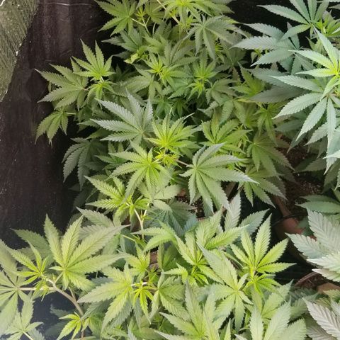 BBC x MAC1 growlog timeline photo