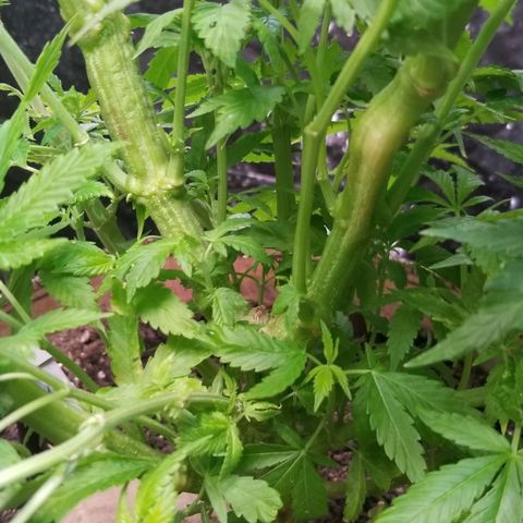 Sour Diesel growlog timeline photo