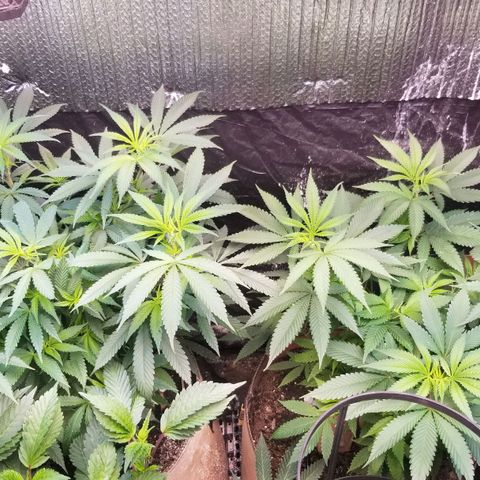 Sour Diesel growlog timeline photo