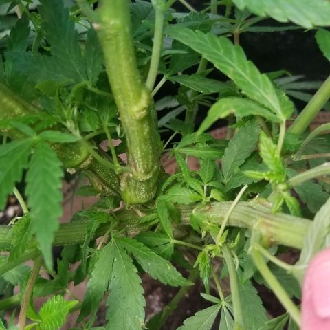 Sour Diesel growlog timeline photo