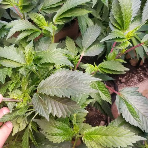 Dosidos Fortune Cookies growlog timeline photo