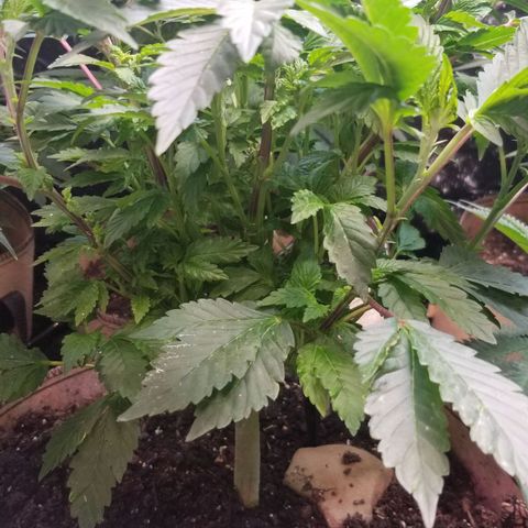 Dosidos Fortune Cookies growlog timeline photo