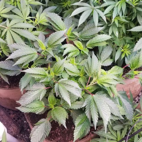 Dosidos Fortune Cookies growlog timeline photo