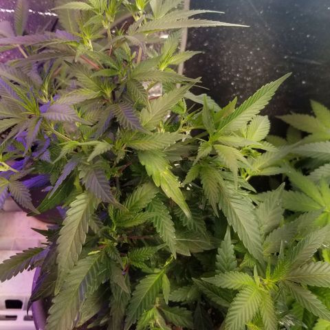 Jr Mints x MAC1 growlog timeline photo