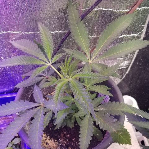 Jr Mints x MAC1 growlog timeline photo