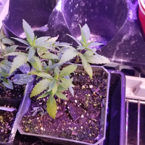 Jr Mints x MAC1 growlog timeline photo