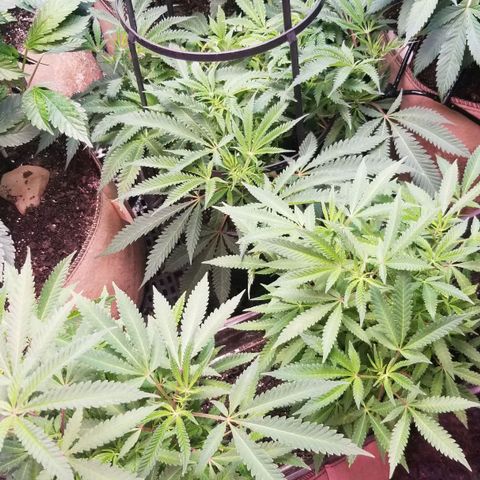 Jr Mints x MAC1 growlog timeline photo