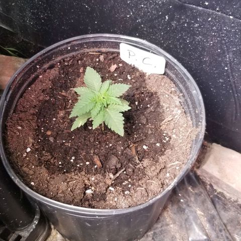 Pineapple Express  growlog photo: Pineapple Chunk 