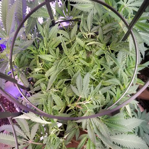 Jr Mints x MAC1 growlog timeline photo