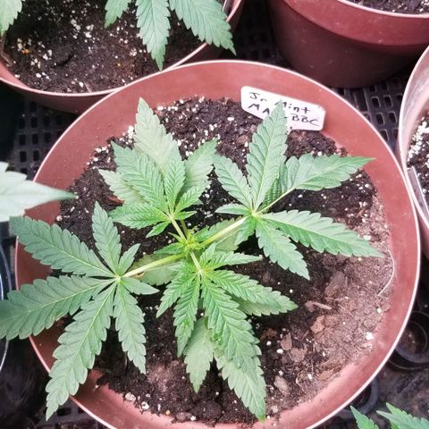 Pineapple Express  growlog timeline photo