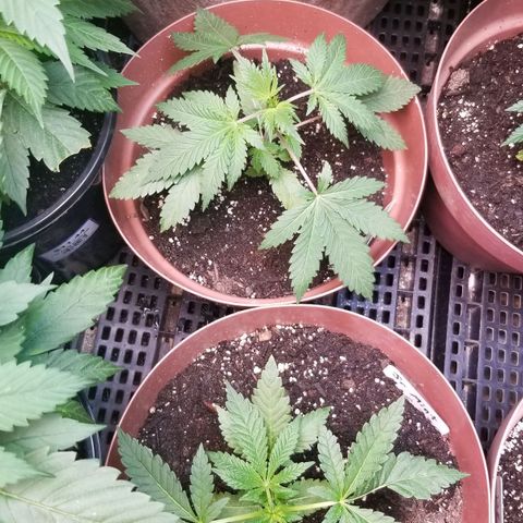 Pineapple Express  growlog timeline photo