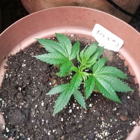 Pineapple Express  growlog timeline photo