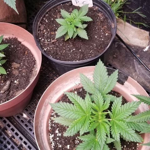 Pineapple Express  growlog timeline photo