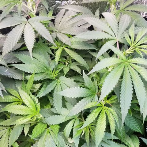 Sour Diesel growlog timeline photo
