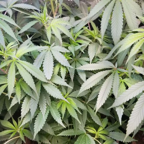 Sour Diesel growlog timeline photo
