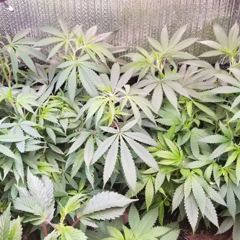 Sour Diesel growlog timeline photo