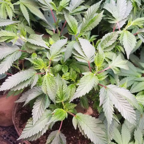 Dosidos Fortune Cookies growlog timeline photo