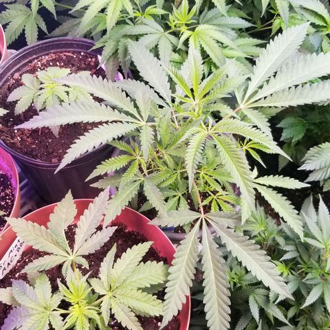 Jr Mints x MAC1 growlog timeline photo