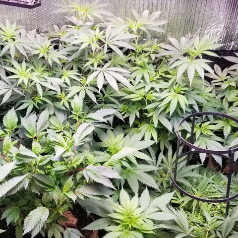 GMO x Purple Sweets growlog timeline photo