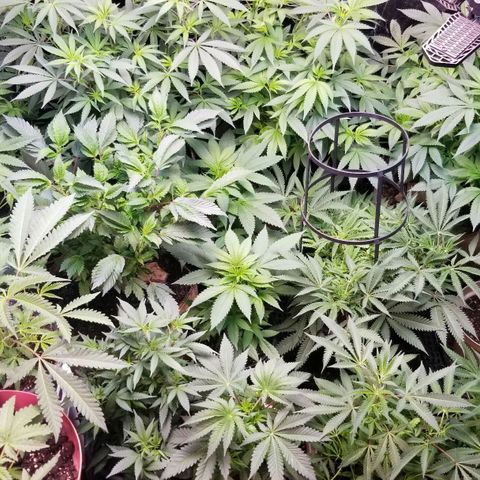 GMO x Purple Sweets growlog timeline photo