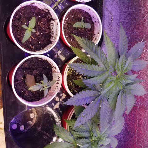 GMO x Purple Sweets growlog timeline photo