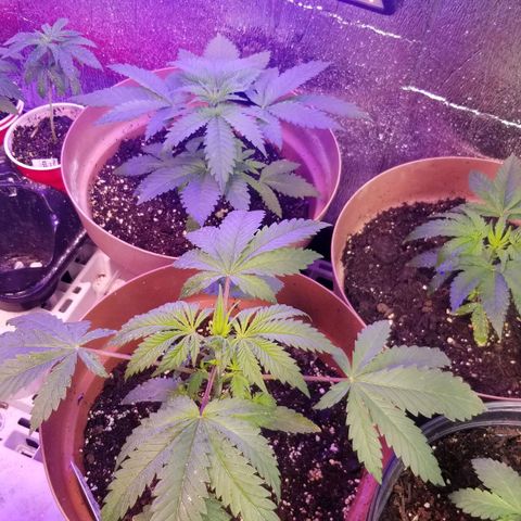 Pineapple Express  growlog timeline photo