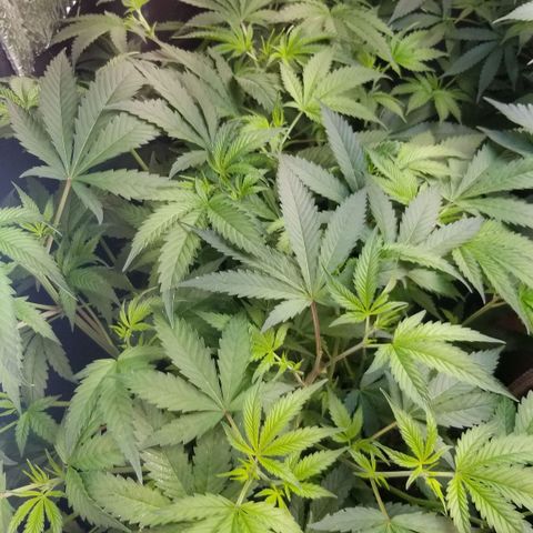 BBC x MAC1 growlog timeline photo