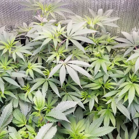 Sour Diesel growlog timeline photo