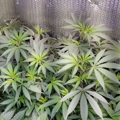 Sour Diesel growlog timeline photo