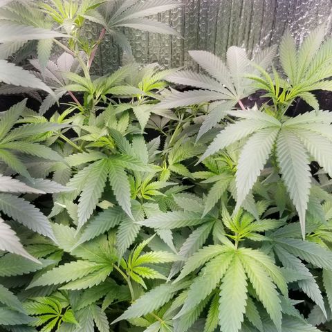 Sour Diesel growlog timeline photo