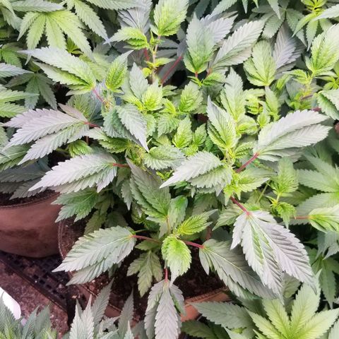 Dosidos Fortune Cookies growlog timeline photo