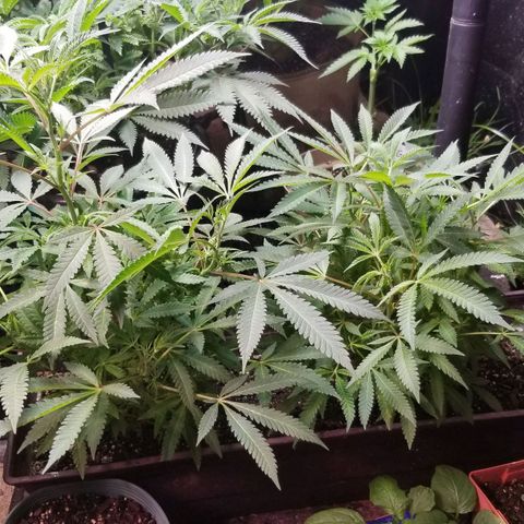 Jr Mints x MAC1 growlog timeline photo