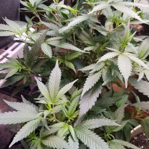 Jr Mints x MAC1 growlog timeline photo