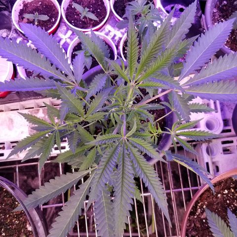 Jr Mints x MAC1 growlog timeline photo