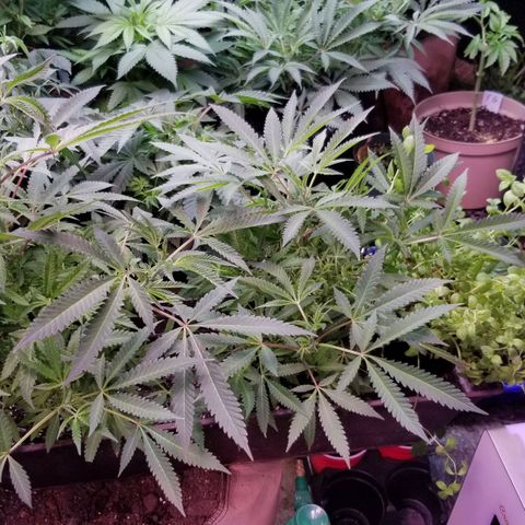 Jr Mints x MAC1 growlog timeline photo
