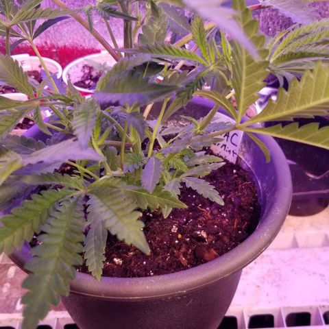 Jr Mints x MAC1 growlog timeline photo