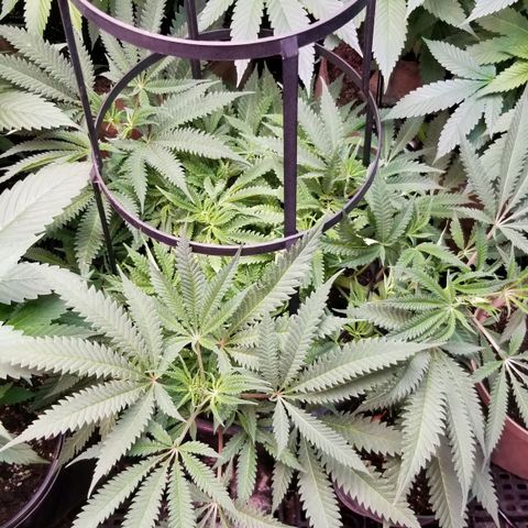 Jr Mints x MAC1 growlog timeline photo