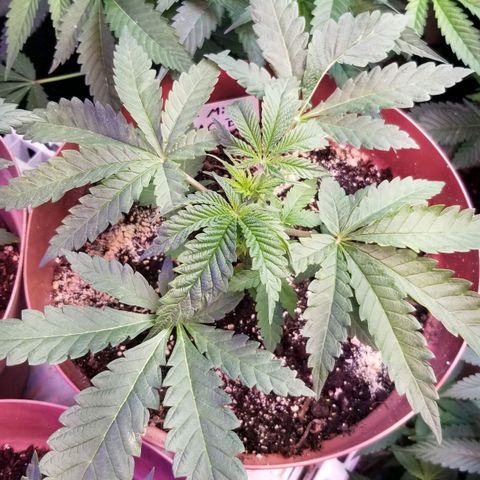 Jr Mints x MAC1 growlog photo: Jr Mint BBC MAC1 