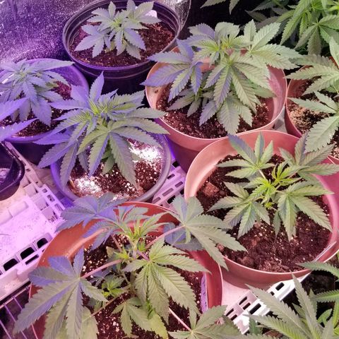 Pineapple Express  growlog timeline photo
