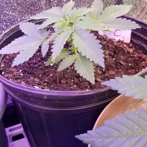 Pineapple Express  growlog photo: Pineapple Chunk