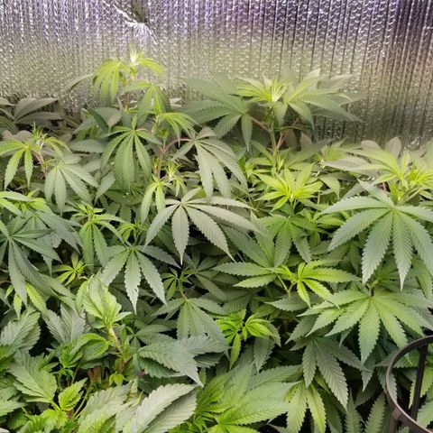Sour Diesel growlog timeline photo