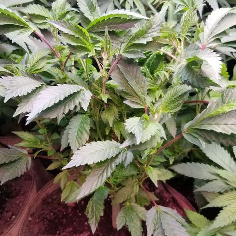 Dosidos Fortune Cookies growlog timeline photo