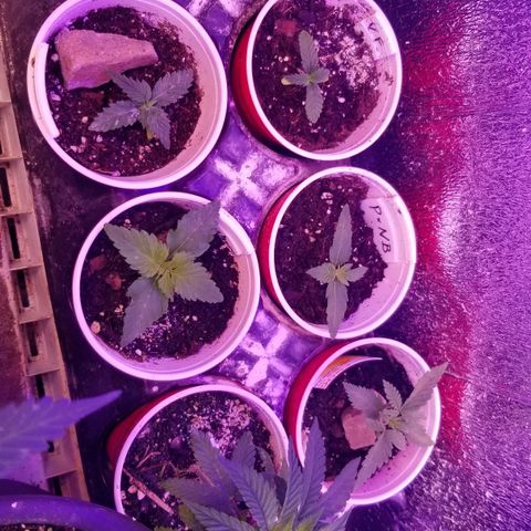Pineapple Express  growlog timeline photo