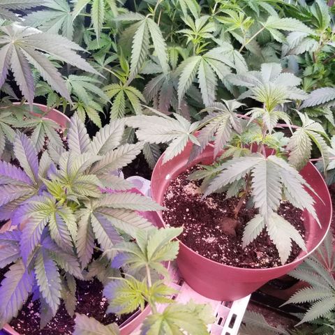 Pineapple Express  growlog timeline photo
