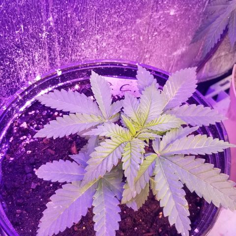 Pineapple Express  growlog timeline photo