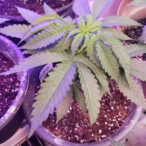 GMO x Purple Sweets growlog timeline photo