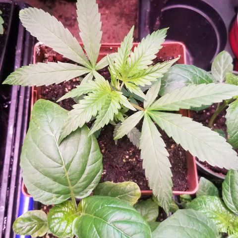 GMO x Purple Sweets growlog timeline photo