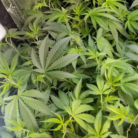 BBC x MAC1 growlog timeline photo