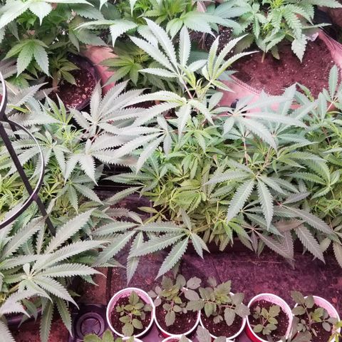 Jr Mints x MAC1 growlog timeline photo
